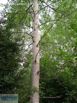 Topola osika, topola drca, Populus tremula - gatunek drzewa  nalecy do rodziny wierzbowatych. Najpospolitszy gatunek topoli  w Polsce